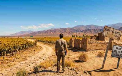 Sobreviviendo entre viñedos: paisaje en marcha, gobierno en pausa